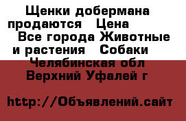 Щенки добермана  продаются › Цена ­ 45 000 - Все города Животные и растения » Собаки   . Челябинская обл.,Верхний Уфалей г.